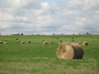 Image showing bales of hay in a field