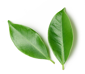 Image showing fresh green leaves