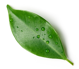 Image showing fresh green leaf