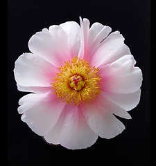Image showing beautiful peony flower