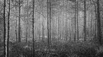 Image showing forest of pines