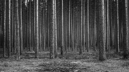 Image showing forest of pines