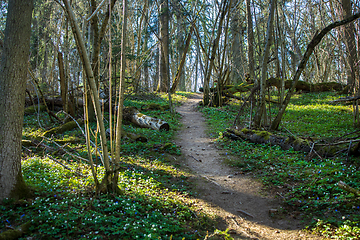 Image showing footpath through an overgrown forest