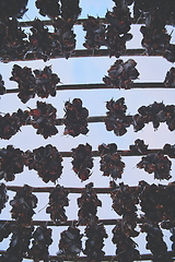 Image showing Air drying of Salmon fish on wooden structure at Scandinavian winter