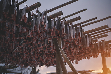 Image showing Air drying of Salmon fish on wooden structure at Scandinavian winter