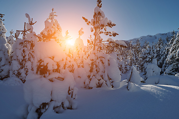 Image showing winter sunrise with fresh snow covered forest and mountains