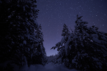 Image showing winter night landscape nature forest