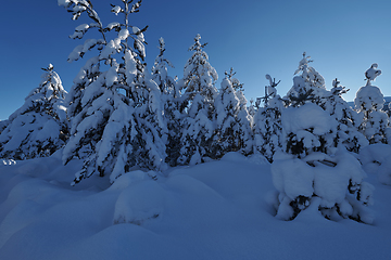 Image showing winter sunrise with fresh snow covered forest and mountains