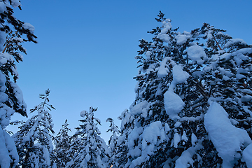 Image showing winter night landscape nature forest