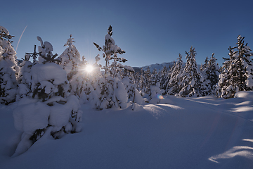 Image showing winter sunrise with fresh snow covered forest and mountains