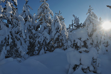 Image showing winter sunrise with fresh snow covered forest and mountains