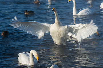 Image showing Beautiful white whooping swans