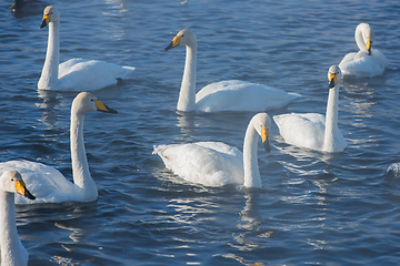 Image showing Beautiful white whooping swans