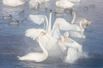 Image showing Beautiful white whooping swans