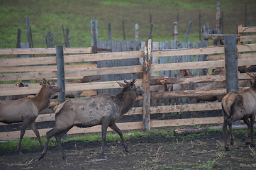 Image showing marals on farm in Altay