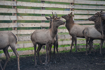 Image showing marals on farm in Altay