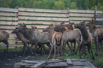 Image showing marals on farm in Altay