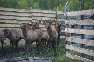 Image showing marals on farm in Altay