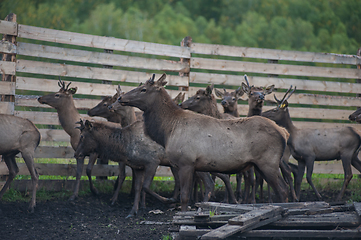 Image showing marals on farm in Altay
