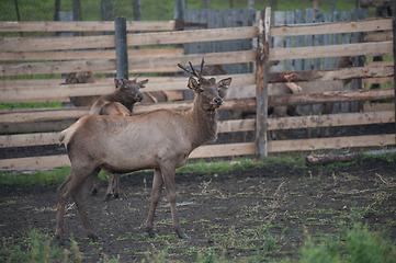 Image showing marals on farm in Altay