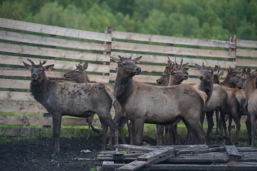 Image showing marals on farm in Altay