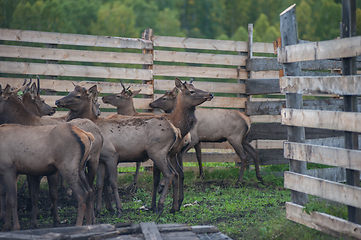 Image showing marals on farm in Altay