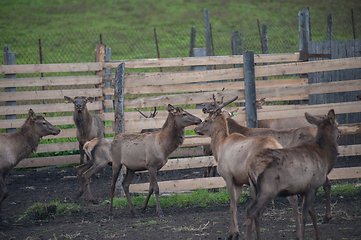 Image showing marals on farm in Altay