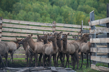 Image showing marals on farm in Altay