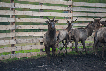 Image showing marals on farm in Altay