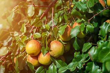 Image showing Pear tree with fruit