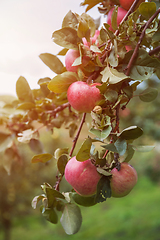 Image showing Apple tree with apples