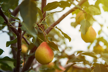 Image showing Pear tree with fruit