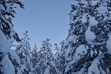 Image showing winter night landscape nature forest