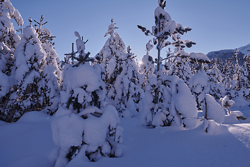 Image showing winter sunrise with fresh snow covered forest and mountains