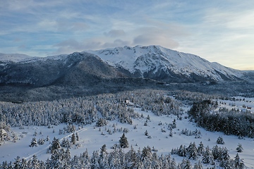 Image showing Aerial view of a frozen forest with fresh snow covered trees