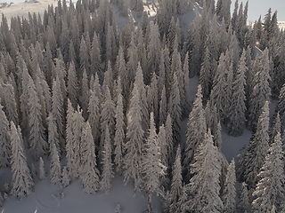 Image showing Aerial view of a frozen forest with fresh snow covered trees