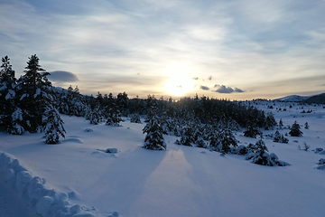 Image showing Aerial view of a frozen forest with fresh snow covered trees