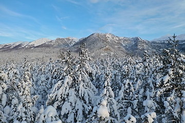 Image showing Aerial view of a frozen forest with fresh snow covered trees