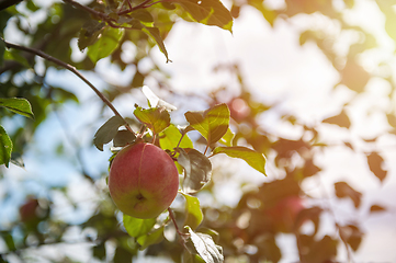 Image showing Apple tree with apples