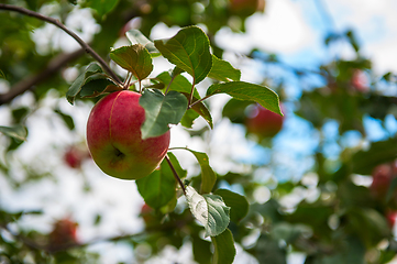 Image showing Apple tree with apples