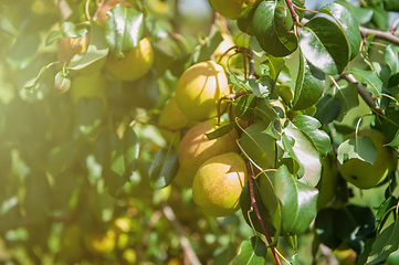 Image showing Pear tree with fruit