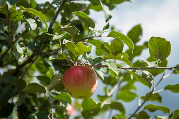 Image showing Apple tree with apples