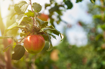 Image showing Apple tree with apples