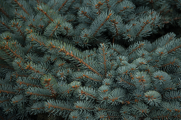 Image showing Background texture of fir tree branches