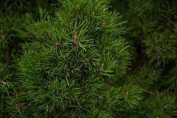 Image showing Background texture of fir tree branches