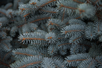 Image showing Background texture of fir tree branches