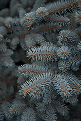 Image showing Background texture of fir tree branches