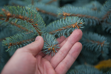 Image showing Male hand with fir tree