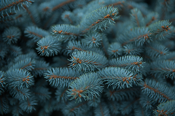 Image showing Background texture of fir tree branches