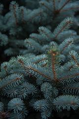 Image showing Background texture of fir tree branches